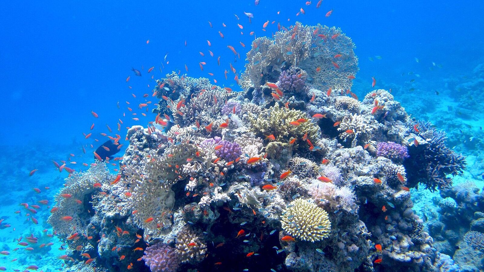 Коралловый риф Красного моря: стайка оранжевых антиасов над кораллами