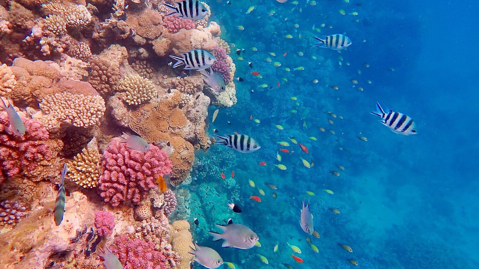 Коралловый риф и бирюзовая вода Красного моря у берега Марса-Алама